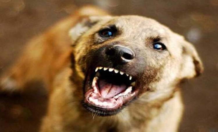 రెండోసారి కరిస్తే..కుక్కకు జీవిత ఖైదు!