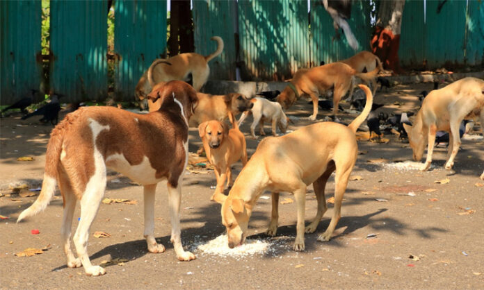 Stray Dogs