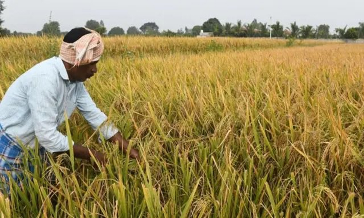 వరి సాగులో తెలంగాణ టాప్‌