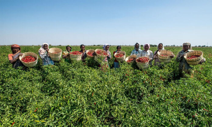 Farmers