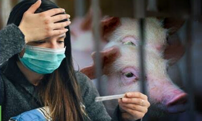 Swine Flu